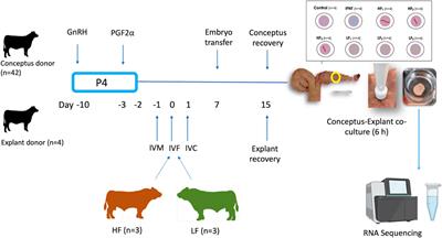 Influence of sire fertility status on conceptus-induced transcriptomic response of the bovine endometrium